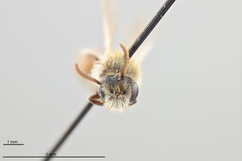 Media type: image;   Entomology 771219 Aspect: head frontal view